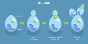 Conceptual Symbolism Stampe: 3D Isometric Flat Vector Conceptual Illustration of Budding Process