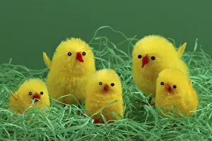 Easter Chicks Stampe: 5 Easter chicks on Easter grass