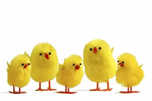 Springtime Decoration Stampe: 5 Easter chicks on white