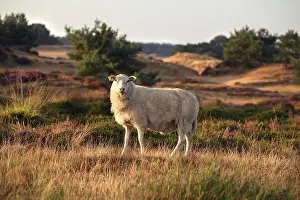 Dutch Countryside Landscape Stampe: #51669397