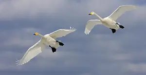 Bird Photography No People Stampe: 7qaOk0OwsIY