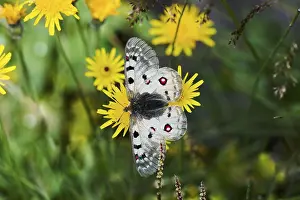 Swallowtail Butterfly Species Stampe: 8921495