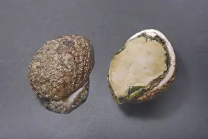 Abaloni Stampe: Due conchiglie di abalone, una intera e una divisa a metà.