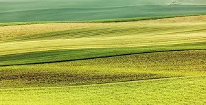 Abstract Summer Landscape Stampe: Abstract pattern of rolling striped fields in summer