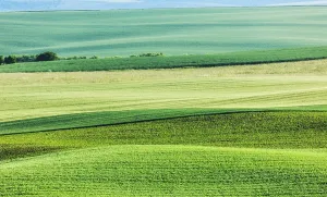 Abstract Summer Landscape Stampe: Abstract pattern of rolling striped fields in summer