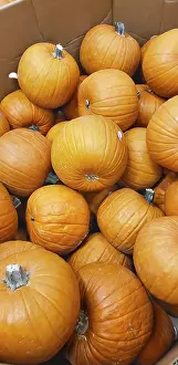 Autumnal Agricultural Scene Stampe: Abstract several pumpkin patch background