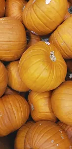 Deserted Farmhouse Scene Stampe: Abstract several pumpkin patch background
