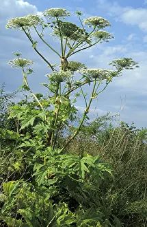 Wildflower Field Stampe: Acauthus
