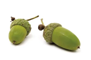 Fruiting Infructescence Stampe: Acorns