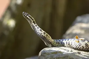Stampe di Vipera berus Viper Adder Stampe: Vipera berus