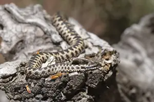 Poisonous Reptile Stampe: Adder (Vipera berus)