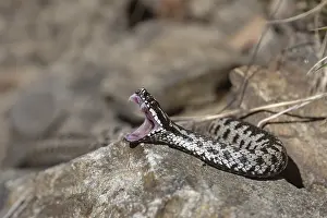 Stampe di Vipera berus Viper Adder Stampe: Vipera berus