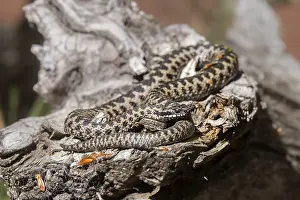 Scaled Reptile Images Stampe: Adder (Vipera berus)