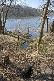 German River Bank Scenery Stampe: Adjusted tree, beaver, bite tracks