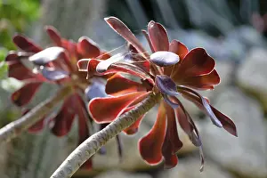 Deserted English Garden Stampe: Aeonium