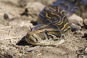 Stampe di Un gigantesco serpente africano, un African Rock Python (Python sebae), si trova a terra nel Djoudj National Park del Senegal Pitone Stampe: African Rock Python (Python sebae) su terreno, Djoudj National Park, Senegal