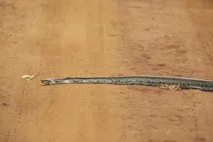 Akagera National Park Stampe: African rock python (Python sebae) on a red sand track