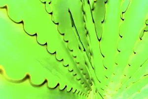 Colorful Vegetation Stampe: Agave