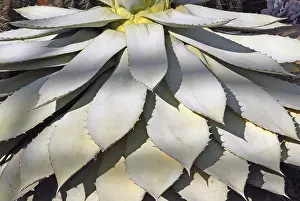 Agave Plant Stampe: Agave