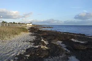 Northern Germany Beach Stampe: Algae on the beach