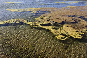 Spanish Coastal Scene Stampe: Algae in the crystallisation pool