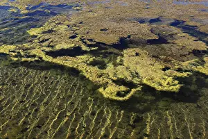 Salt Production In Spain Stampe: Algae in the crystallisation pool