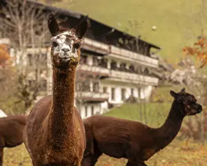 Alpaca Stampe: Due alpacas, una che guarda la macchina fotografica.