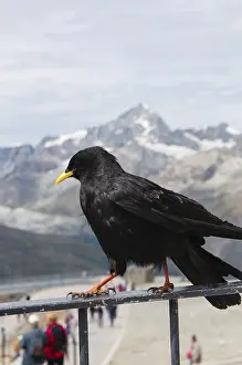 European Wildlife Habitat Stampe: Alpendohle