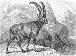 Historic Wildlife Depiction Stampe: Alpensteinbock, oder Gemeiner Steinbock