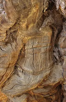 Close Up Tree Bark Stampe: Detail of an Ana tree in Namibia