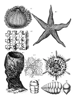 Immagini Correlate Stampe: Anatomia degli echinodermi, vari echinodermi.