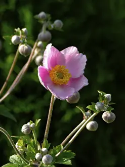 Deserted Nature Scenes Stampe: Anemone