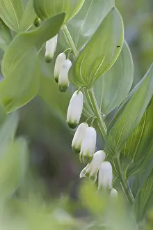 Open Air Blooming Flowers Stampe: Angular Solomon's seal, Polygonatum odoratum
Angular Solomon's seal