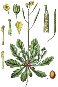Flora And Fauna Pictures Stampe: Annual wall-rocket (Diplotaxis muralis)