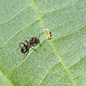 Stampe di Cura di formiche per un afide su una foglia di noci a distanza ravvicinata Emitteri Stampe: L'ant cura un afide su una foglia di un nocciolo a distanza ravvicinata.