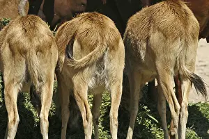 Deserted Animal Photos Stampe: Antelopes