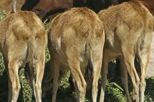 Bovid Mammal Images Stampe: Antelopes