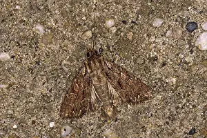 Pterygote Insects Habitat Stampe: Apamea monoglypha, root-eater