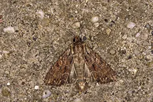 Pterygote Insects Habitat Stampe: Apamea monoglypha, root-eater