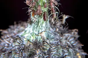 Deserted Wildflower Landscape Stampe: Aphids on a common thistle stem