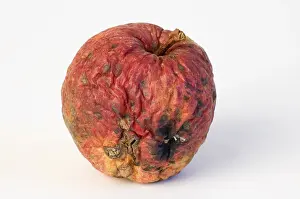 Macro Fruit Photography Stampe: Apple aplples