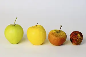 Apple Nutrition Stampe: Apple aplples