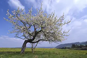 Apple Tree Blossom Stampe: Apple tree on a flower meadow, Thuringia, Germany