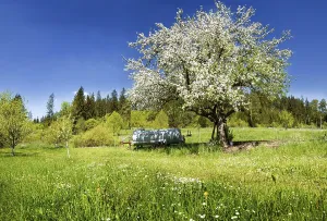 Apple Tree In Bloom Stampe: Apple Tree (Malus)