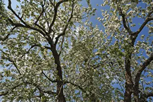 Inflorescence Detail View Stampe: Apple Tree (Malus), in full bloom