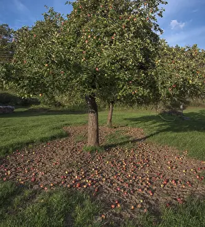 German Orchard Scene Stampe: Apple tree (Malus) with fallen apples