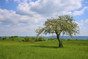 Cloudy Meadow Scene Stampe: Apple tree, meadow, clouds, spring