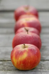 Red Fruits Stampe: Apples