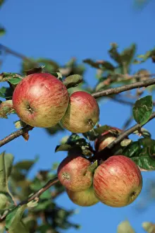 Agricultural Crops Images Stampe: Apples