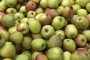 Deserted Apple Orchard Stampe: Apples